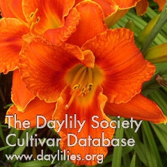 Daylily Flaming Wildfire